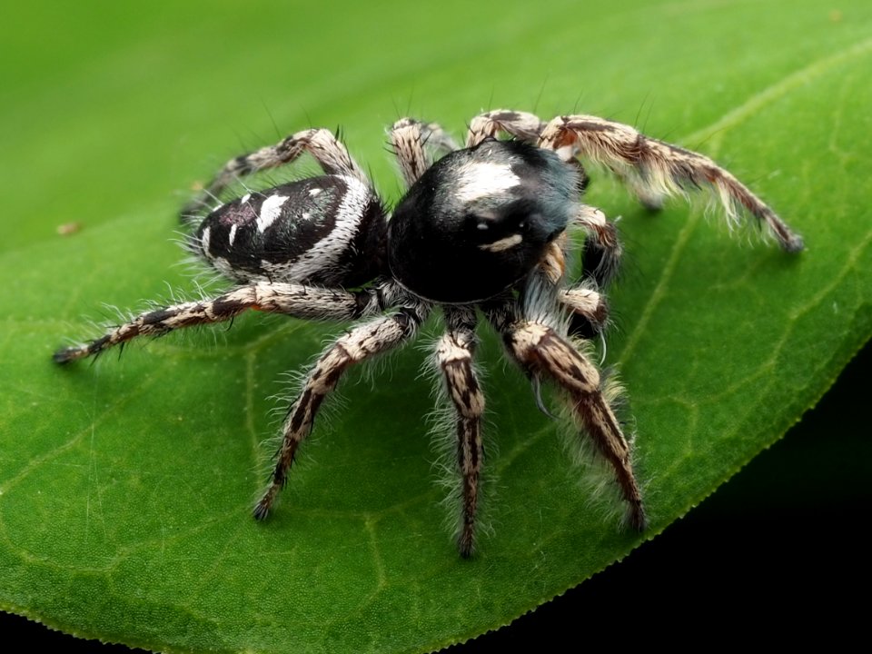 Male Phidippus putnami 04