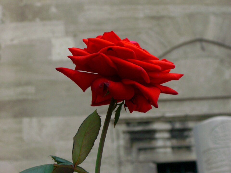 Shrine tombstone red rose