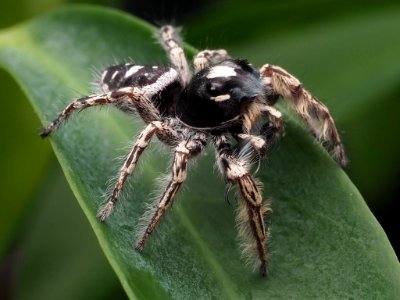 Male Phidippus putnami 07