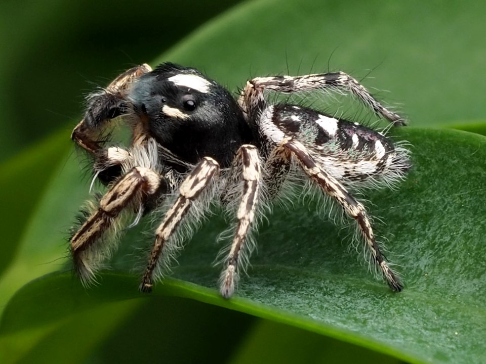 Male Phidippus putnami 09