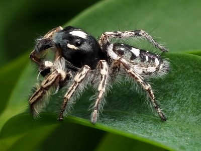 Male Phidippus putnami 09