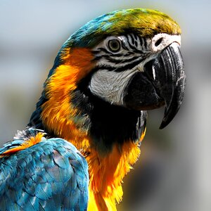 Colorful plumage bill