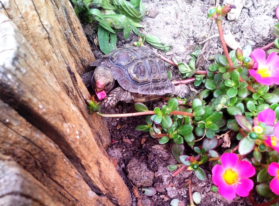 Male Homopus areolatus eating purslane 6