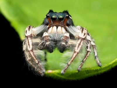 Male Phidippus putnami 15