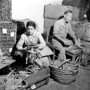 Man en en vrouw verwerken tabaksbladeren in een sigarettenfabriek, Bestanddeelnr 255-0201