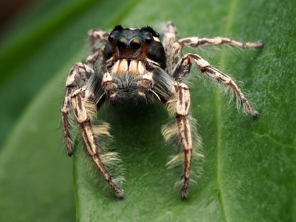 Male Phidippus putnami 03 cropped