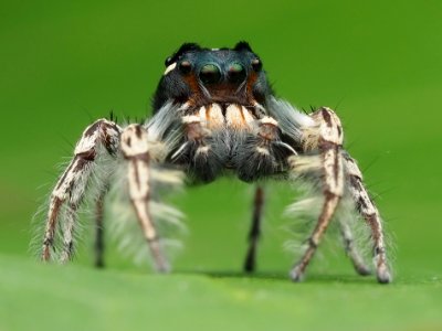 Male Phidippus putnami 02