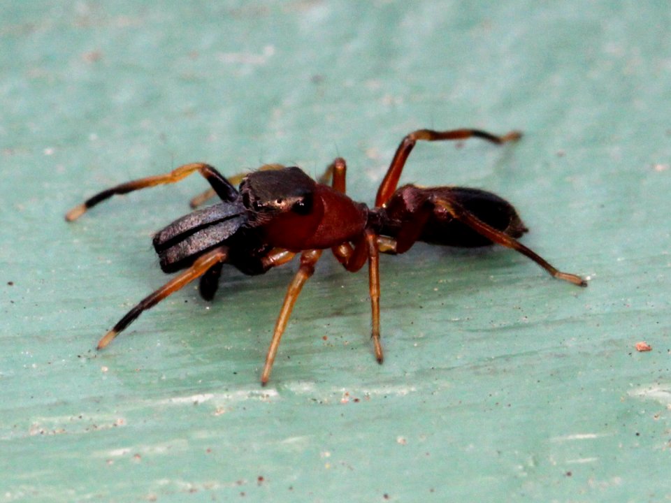 Male Myrmarachne formicaria 01