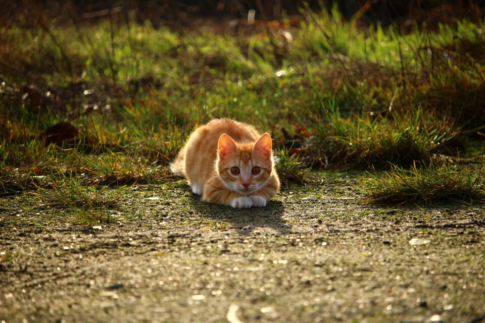 Red cat mieze cat's eyes