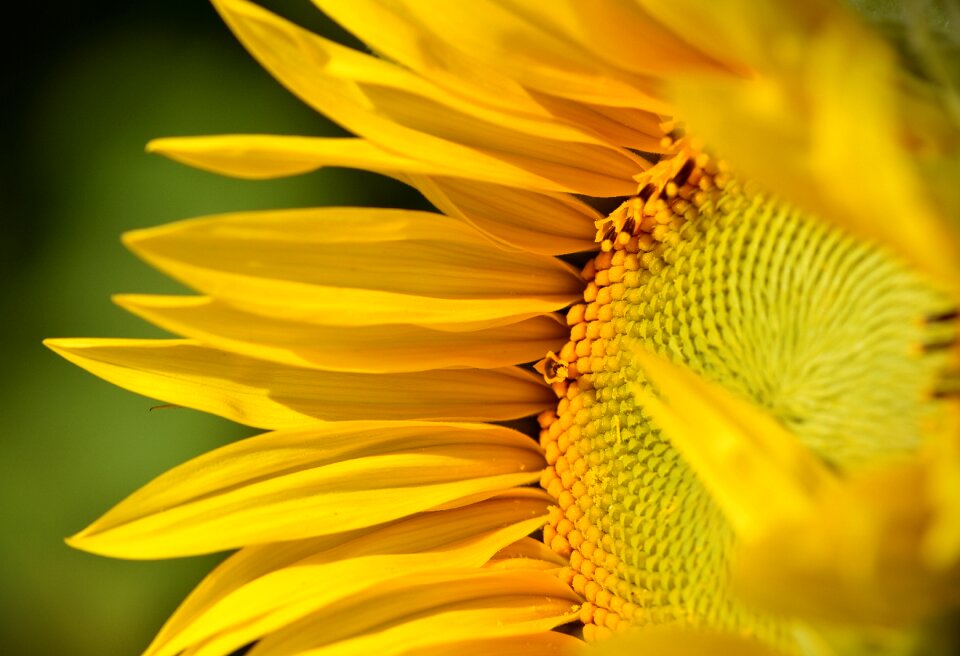 Sunflower summer leaf