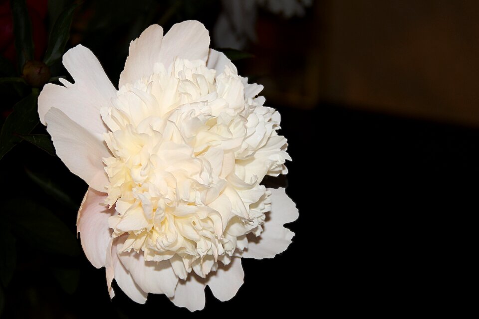 Bloom spring flower