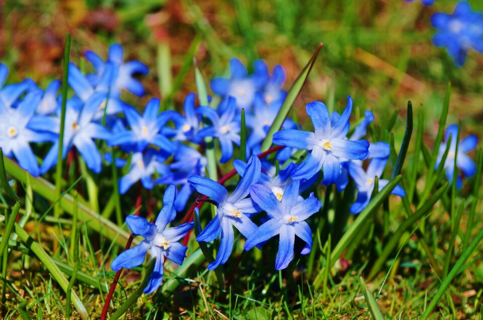Bright blue many flowers