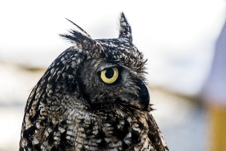 Night predator eared owl bird