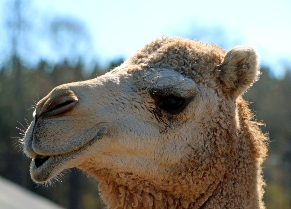 Close up animal desert
