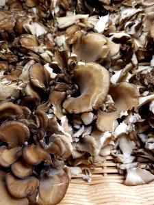 Maitake mushrooms (hen of the woods) - Boston, MA - 20180602 142901 photo