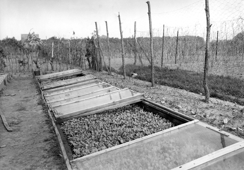 Maisteelt, tabaksteelt, bakken, eenruiters, Bestanddeelnr 192-1306