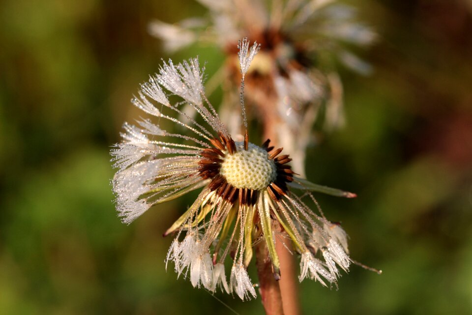 Flower pointed flower spring