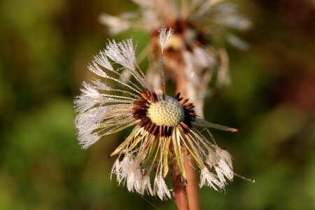 Flower pointed flower spring