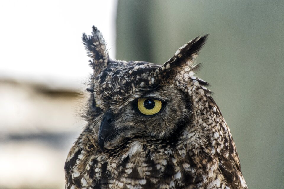 Night bird uhu owl