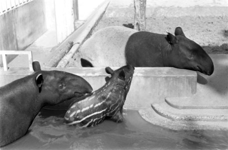 Maleise tapirs met jong (2 maanden) in het water, Artis, Bestanddeelnr 922-7416