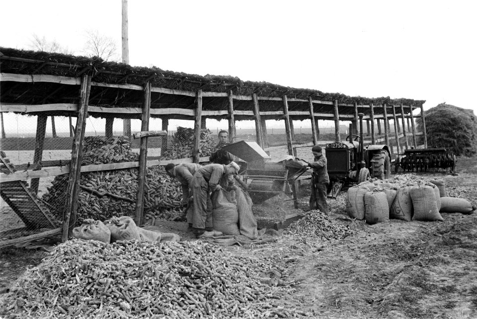 Maisteelt en tabaksteelt, arbeiders, dorsen, dorsmachines, Red Cross, Bestanddeelnr 170-0642