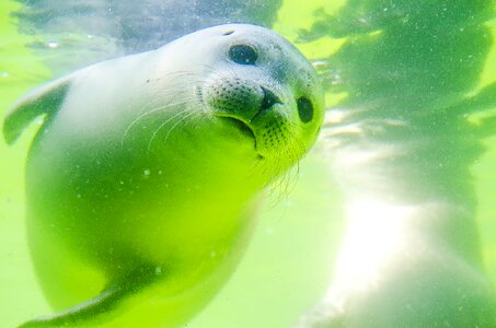 White robbe seal baby swim photo