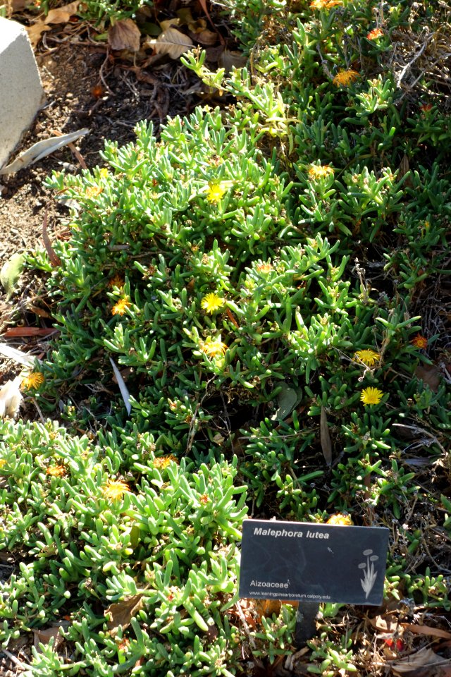 Malephora lutea - Leaning Pine Arboretum - DSC05671
