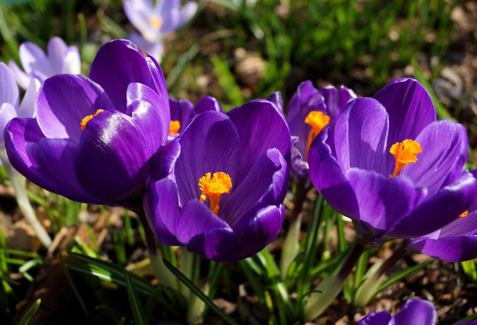 Plant crocus blooms photo