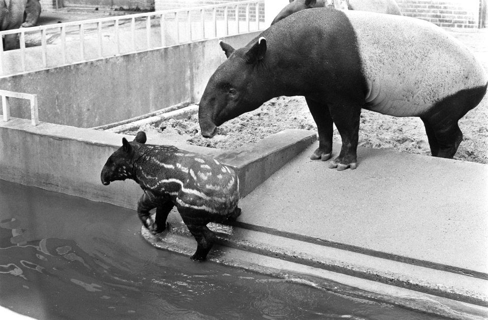 Maleise tapirs met jong (2 maanden) in het water, Artis, Bestanddeelnr 922-7415