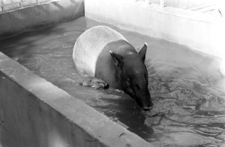 Maleise tapirs met jong (2 maanden) in het water, Artis, Bestanddeelnr 922-7414