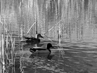 Mallard ducks on the pond at the Homewood Cemetery, 2015-03-17