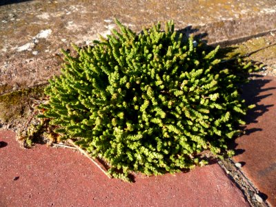 Males herbes toulousaines 14