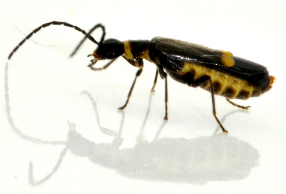 Malthodes-species-undetermined-03-fws