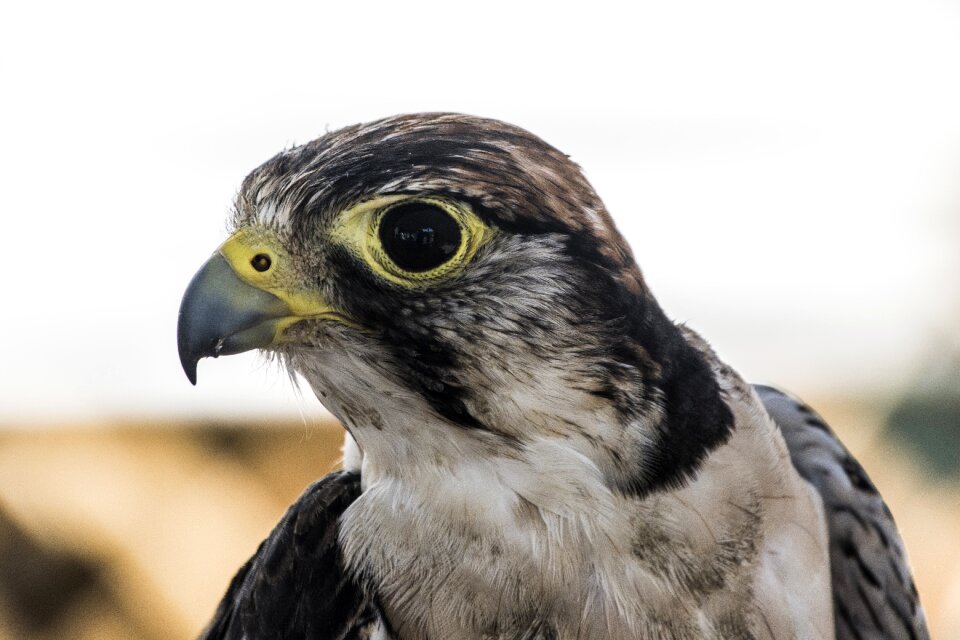 Bird of prey wild beak