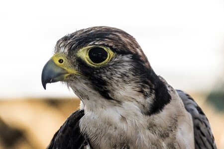 Bird of prey wild beak