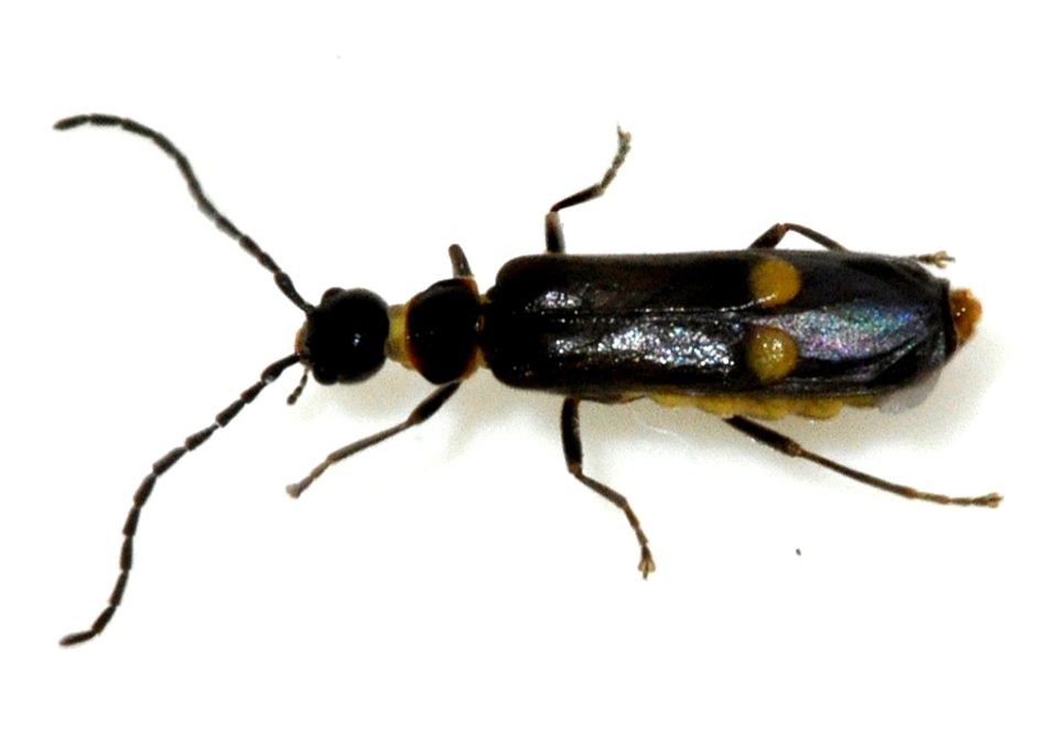 Malthodes-species-undetermined-01-fws