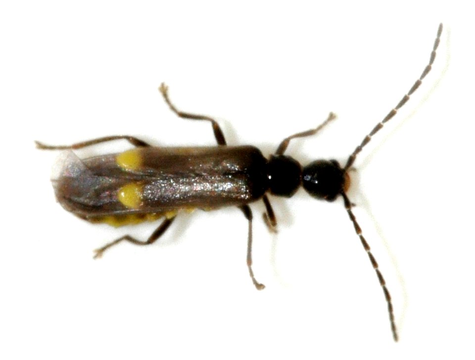 Malthodes-species-undetermined-04-fws