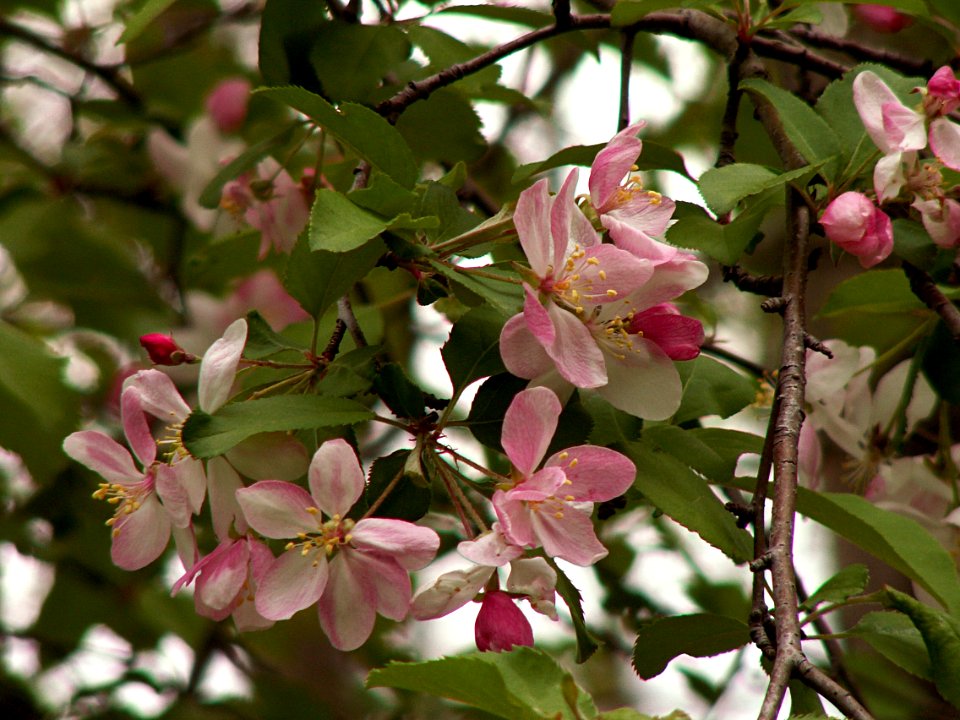 Malus coronaria, 2015-04-30, Frick Park, Pittsburgh, 01