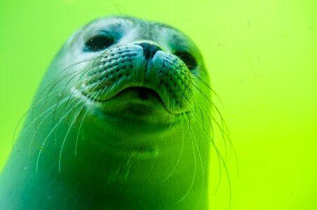 White robbe seal baby swim photo