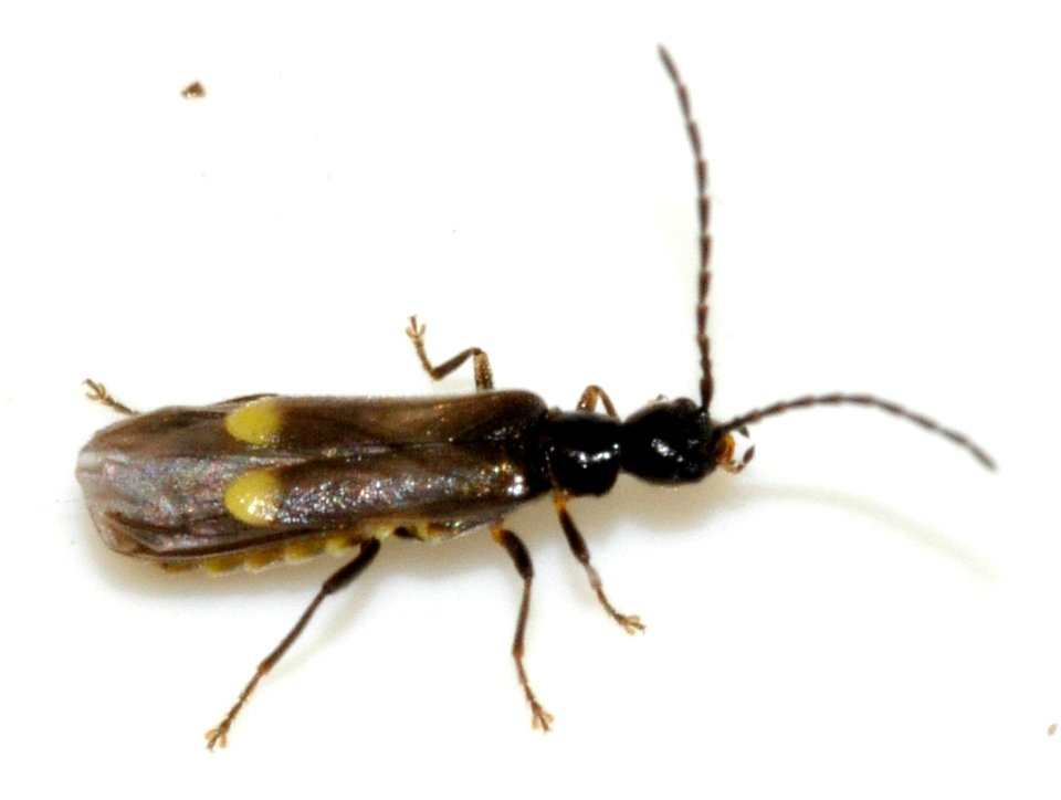 Malthodes-species-undetermined-08-fws