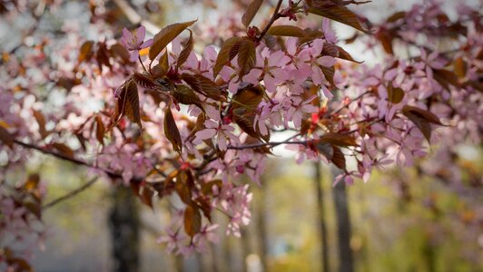 Plant nature pink