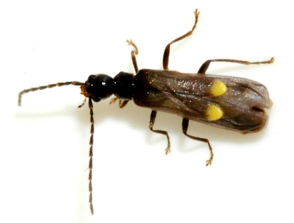 Malthodes-species-undetermined-07-fws