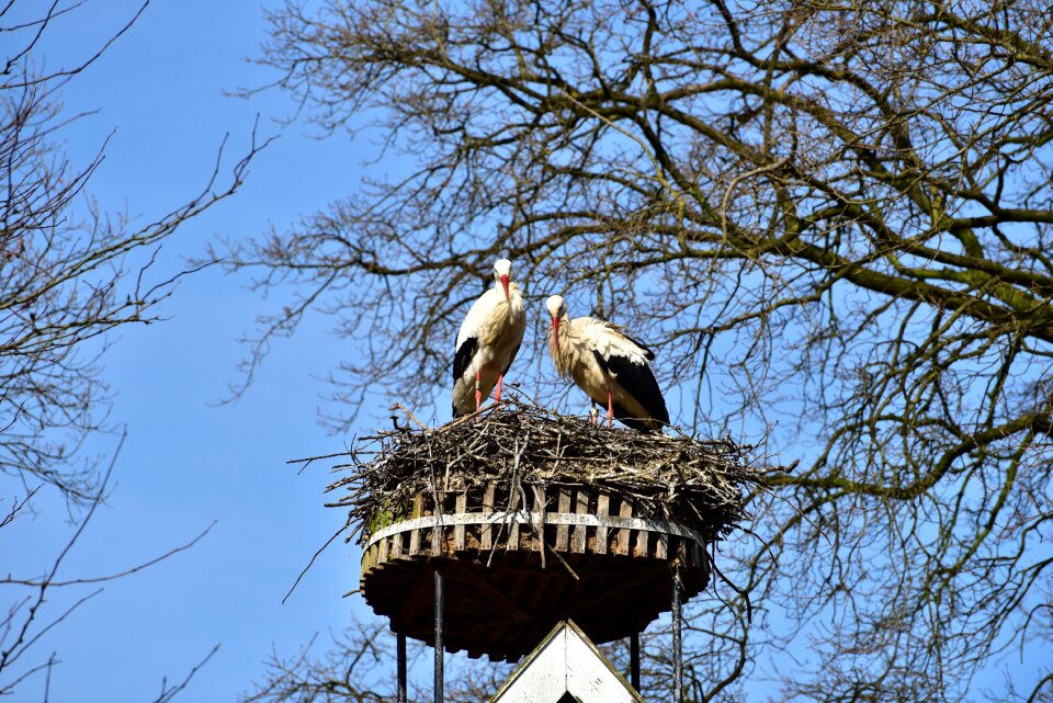 Bill rattle stork white stork