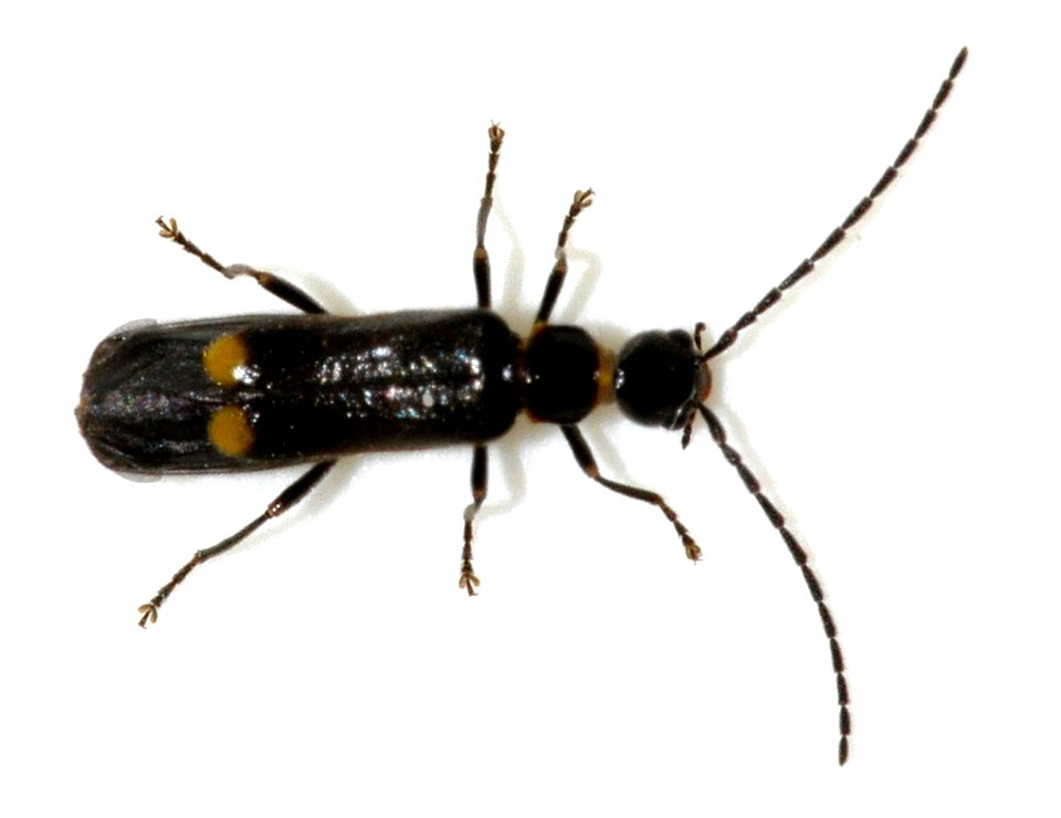 Malthodes-species-undetermined-10-fws