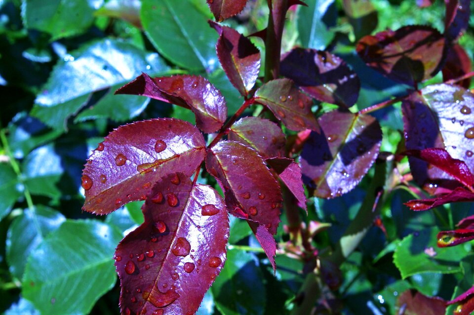 Thorns rose thorns nature