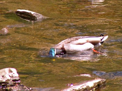 Mallard, Seldom Seen, 2021-04-18, 03