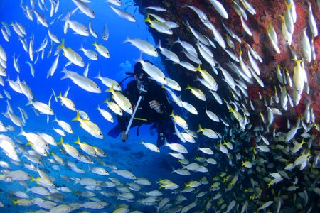 At the bottom of the ocean passion diver
