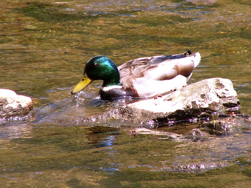 Mallard, Seldom Seen, 2021-04-18, 04