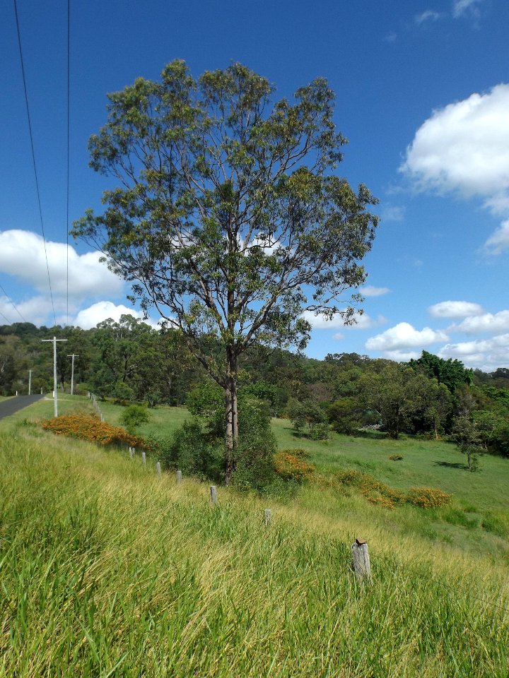 Majella Crescent at Bahrs Scrub, Queensland