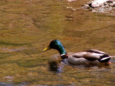 Mallard, Seldom Seen, 2021-04-18, 01